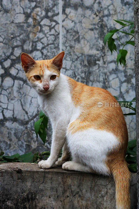 黄色的猫面对着镜头