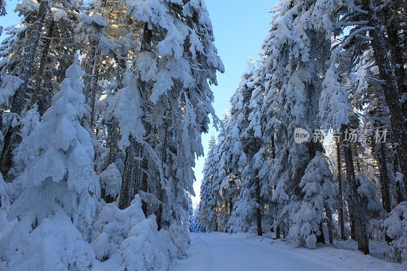 博鲁雪松K?ro?lu山