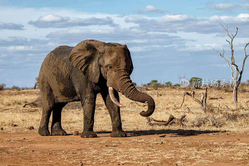 南非克鲁格国家公园的大象