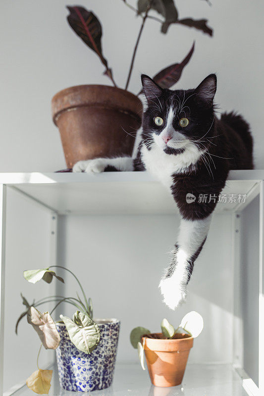 黑猫和植物在架子上