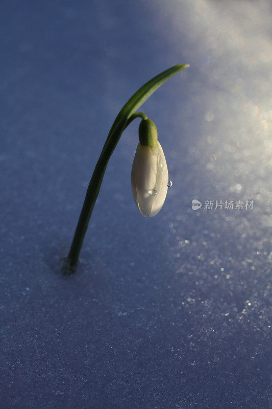 背光雪花莲花