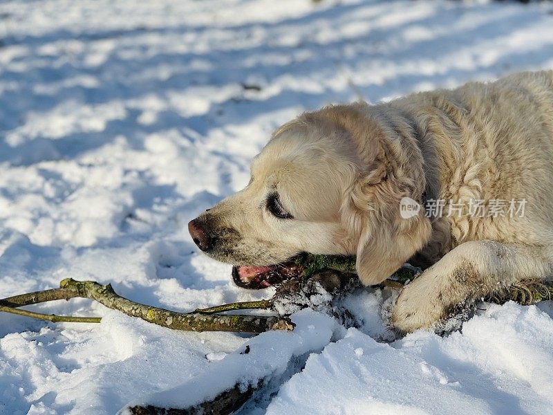 雪中的金毛寻回犬