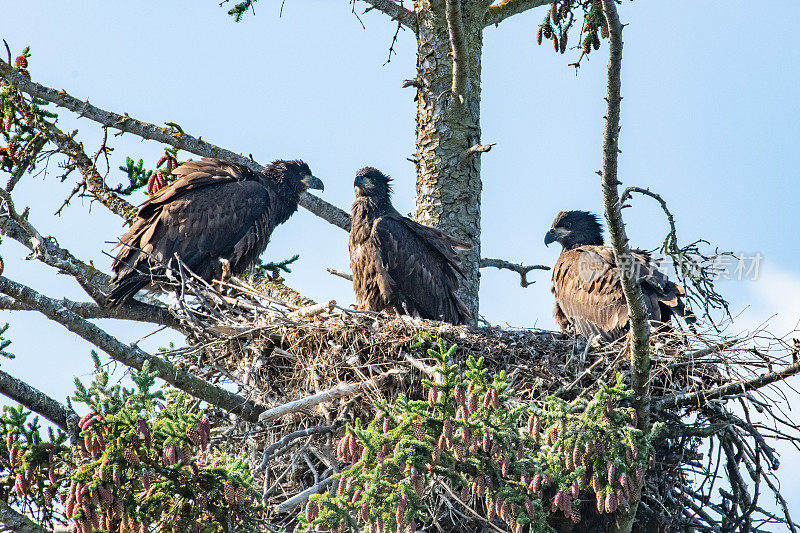 三只小鹰在巢中，没有父母的陪伴