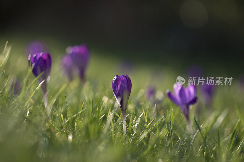 番红花在春天开花