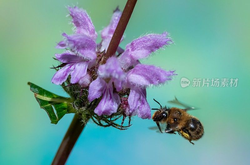 野蜂在火香草