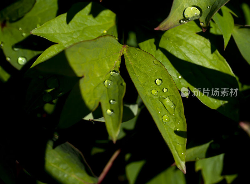 牡丹雨后玫瑰开花