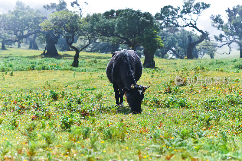 一头黑牛在草地上自由地吃草