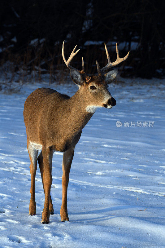 白尾骡鹿，伊利诺斯州