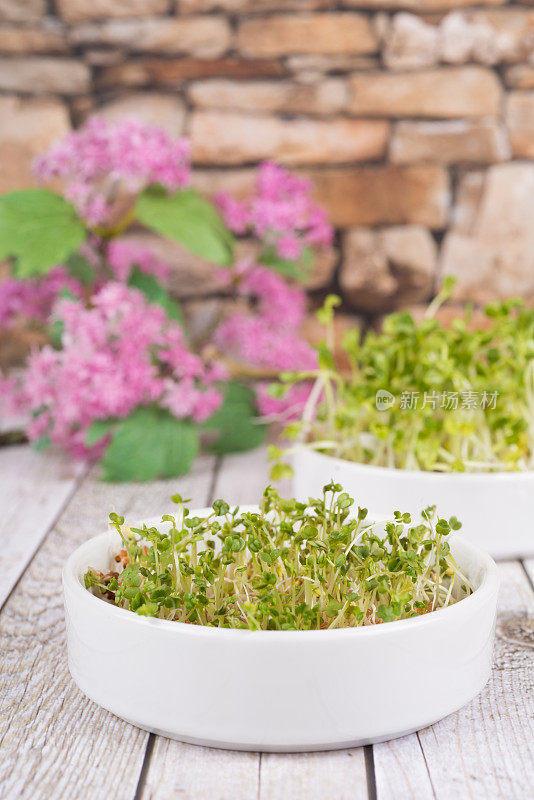 豆芽、健康营养苗——萝卜、水芹