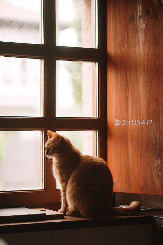 透过窗户看的猫