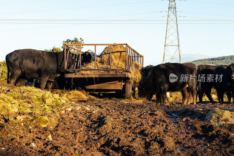 冬天的苏格兰，牛群在被严重践踏的泥泞田地里吃着拖车上的干草