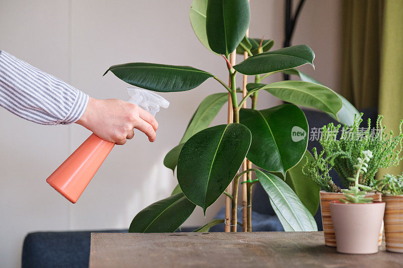 女人在家给植物浇水