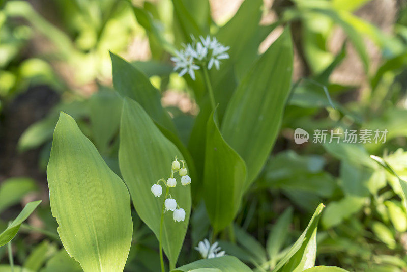 铃兰和拉姆森，野生大蒜一起生长