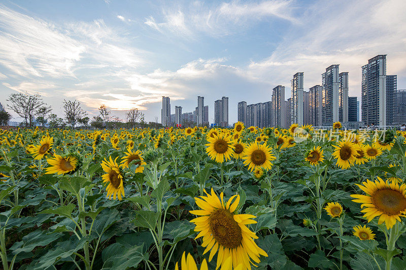 城市建筑和夕阳下的向日葵花园