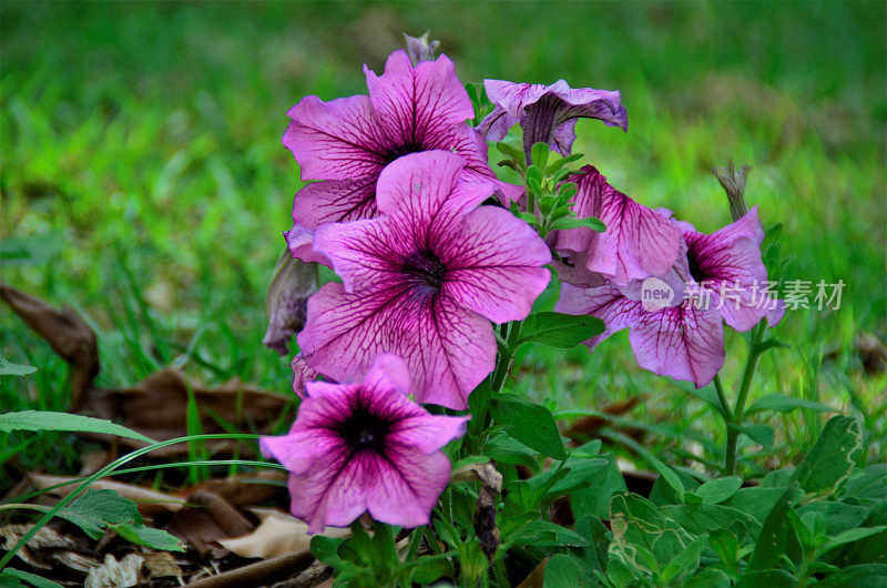 矮牵牛花Surfinia粉红色静脉阳光与花在花园里