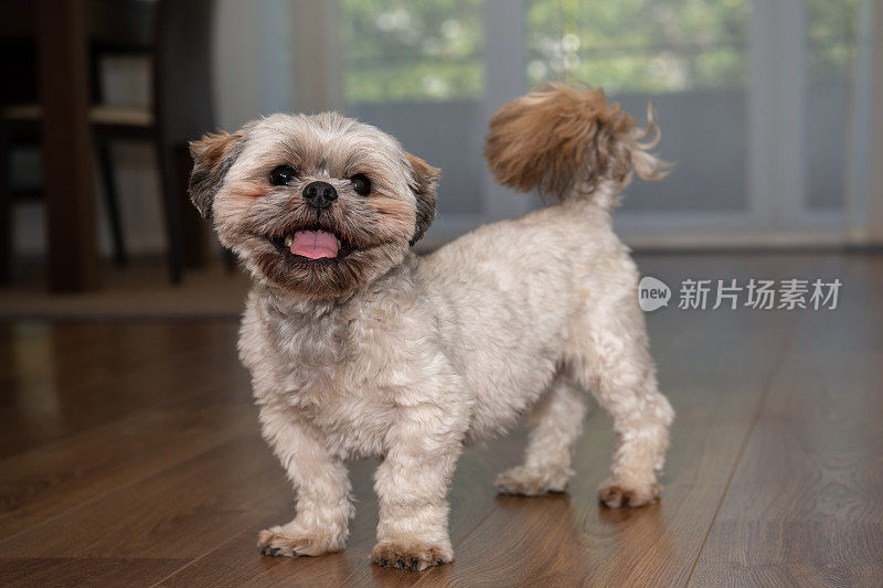 西施犬四分之三的景色，在木地板上。