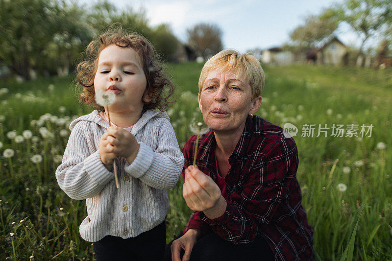 一个可爱的卷发女孩和她的祖母吹蒲公英在农村