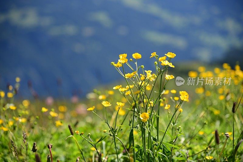 少女地区高山草甸