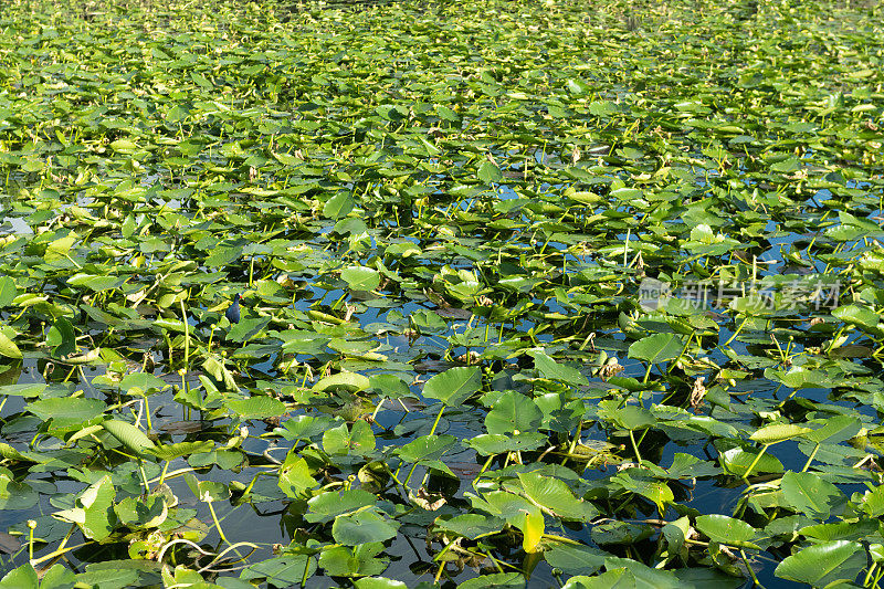 大沼泽地国家公园的睡莲叶子