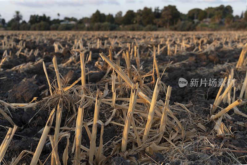 收获后的玉米田，土壤里有残茬