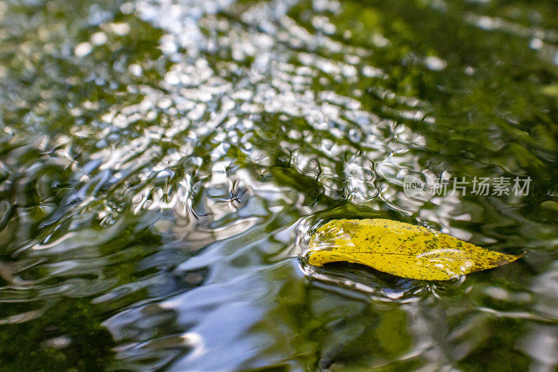 飘落在小溪中的黄叶