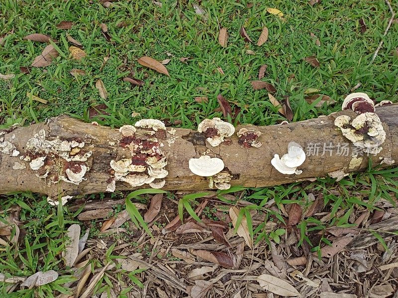 蘑菇，灵芝，真菌
