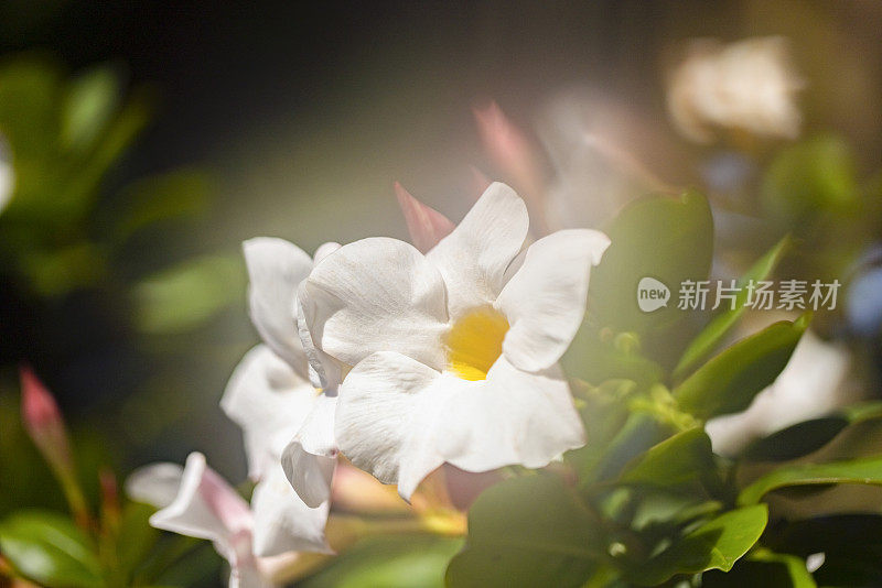 特写白色美丽的软花，微距摄影，背景与复制空间