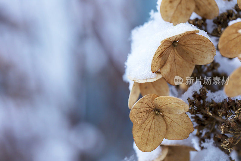 花下的雪