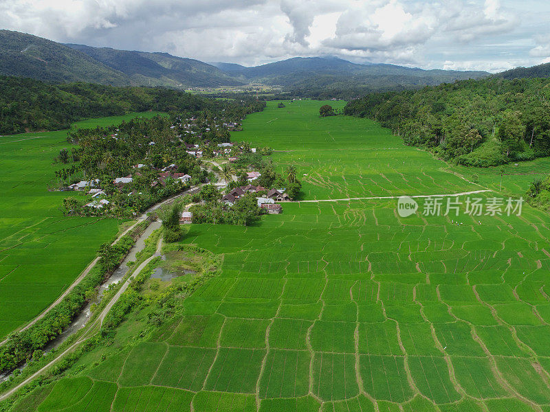无人机拍摄的稻田在Tangse，亚齐省，苏门答腊岛，印度尼西亚