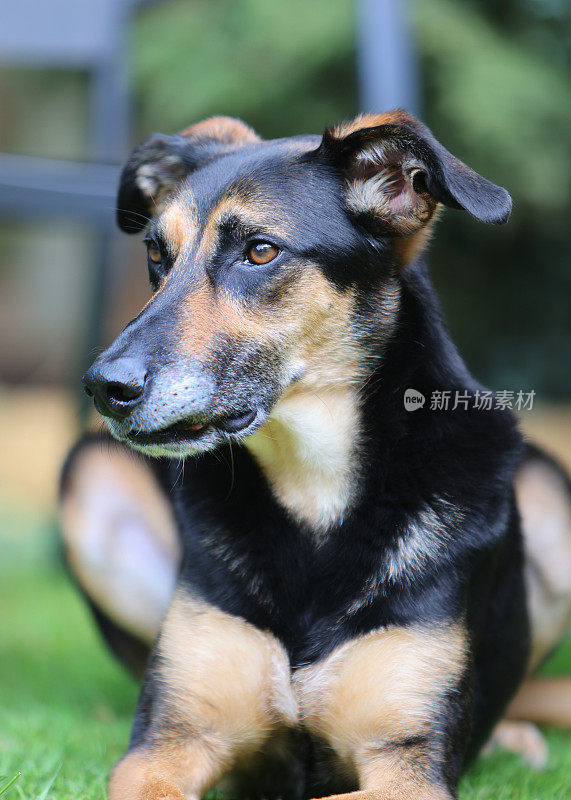 各种姿势的满足的老悲伤的德国牧羊犬交叉