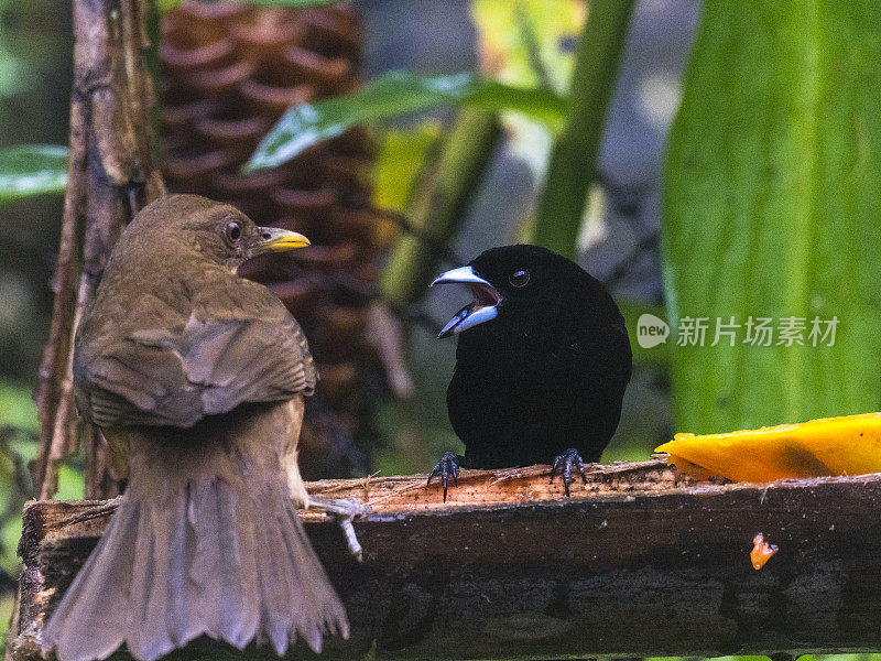 红屁股唐纳格和泥色画眉在为喂鸟器争吵