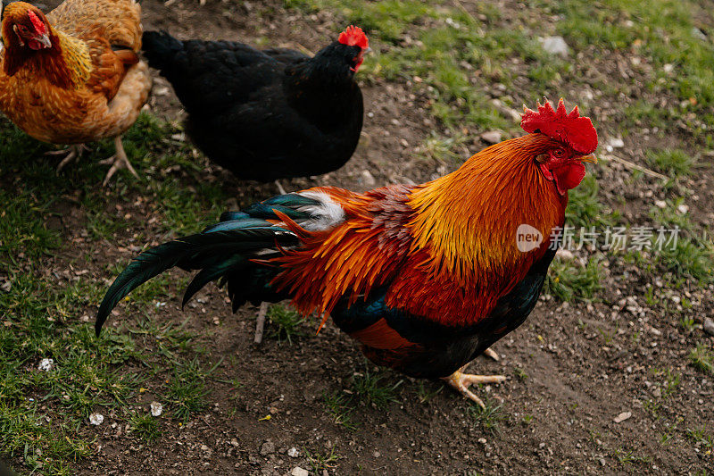 近看鸡冠鲜红，喙黄黑斑驳，眼黄橙黄，羽毛棕亮，尾羽蓝黑色，在绿油油的草地上啄食，鸡在村中
