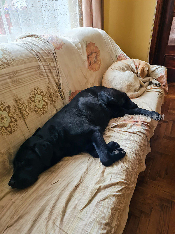 黑色和金色的拉布拉多犬躺在沙发上