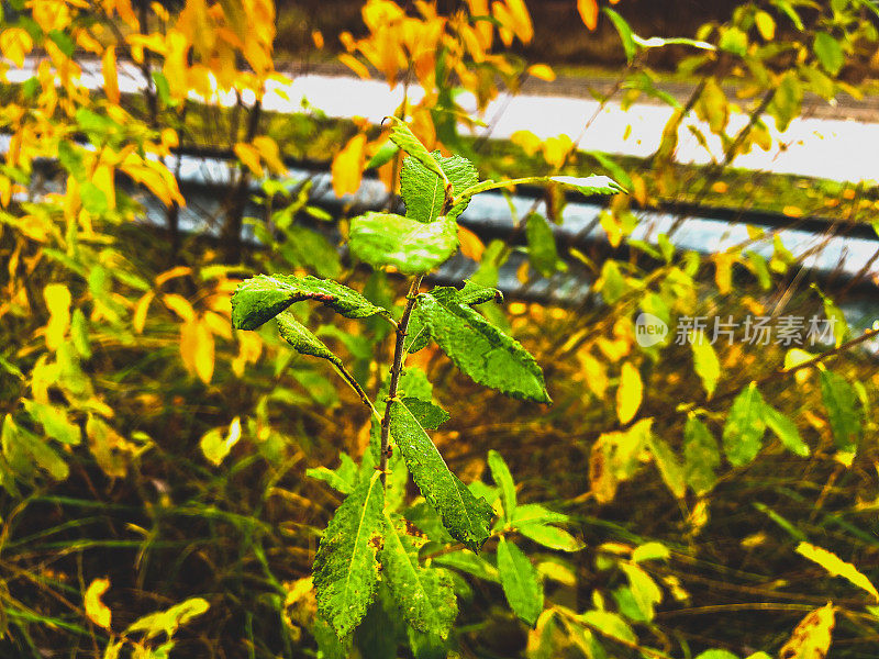 长满雨点的绿色野生植物。