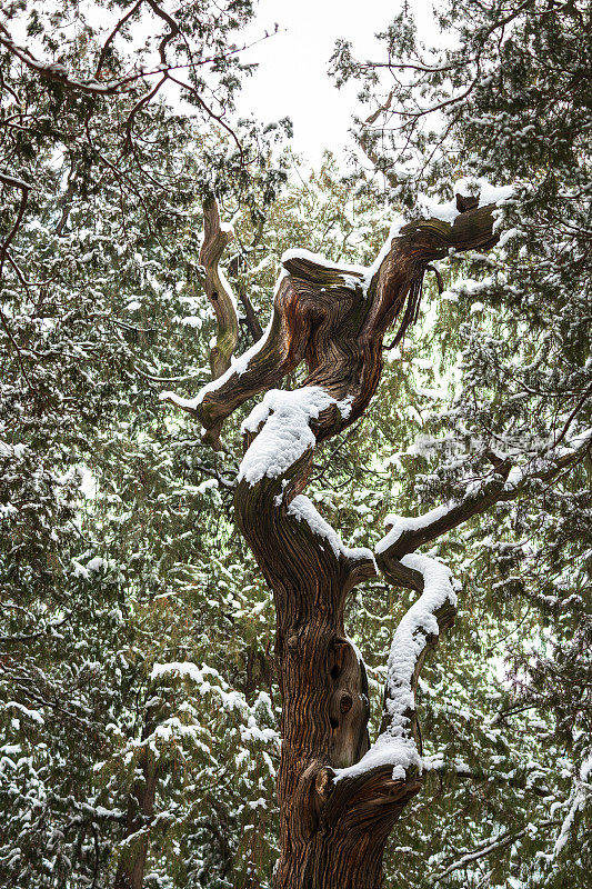 紫禁城前的松树被雪覆盖