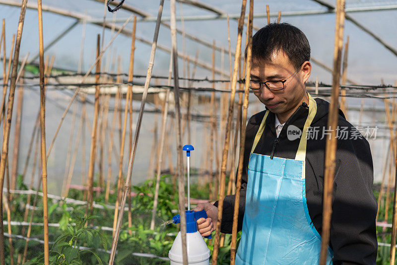 在蔬菜温室工作的农民