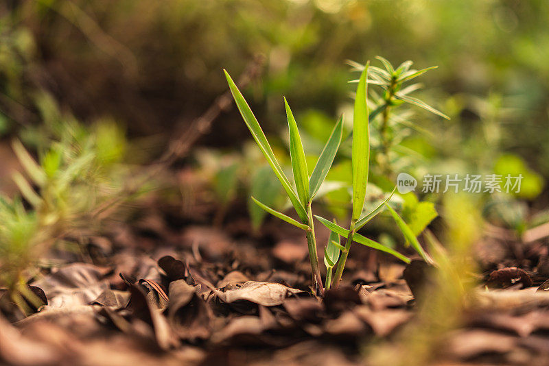 植物幼苗