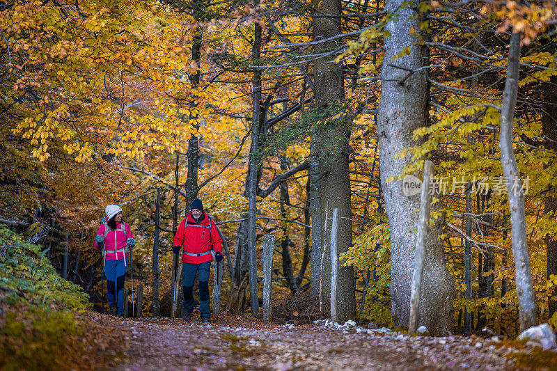 在秋天的森林里徒步行走，树木上五颜六色的树叶