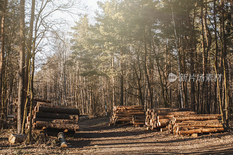 在森林里砍伐木材