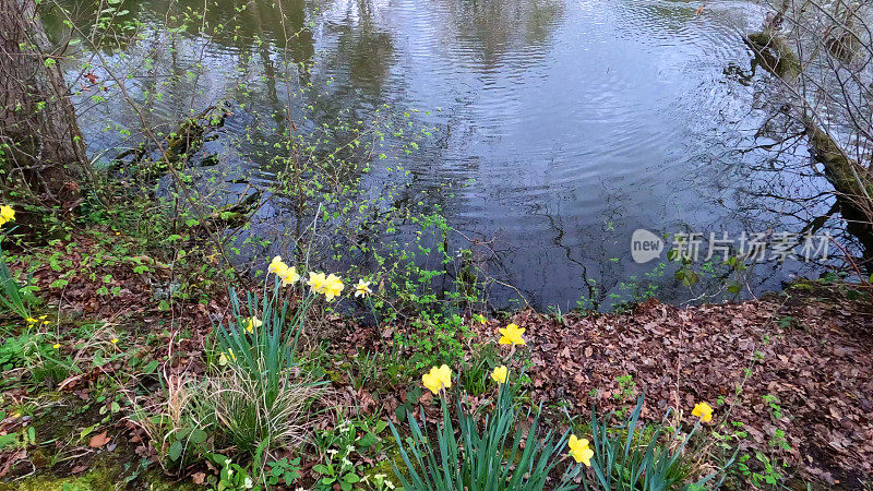 水仙花湖，春树，阳光，风景秀丽，风景一般，季节路巷乡村