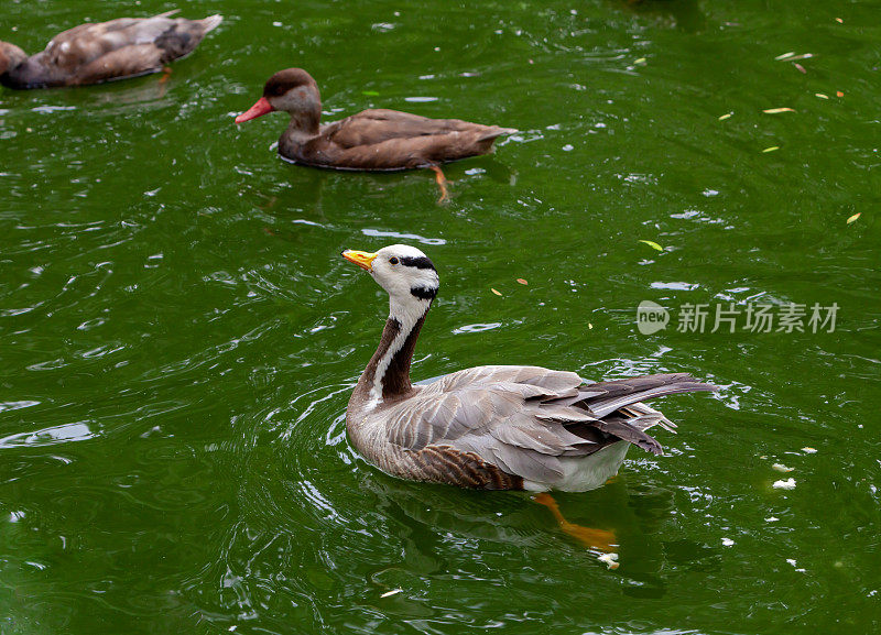 公园池塘里各种水鸟和水鸭