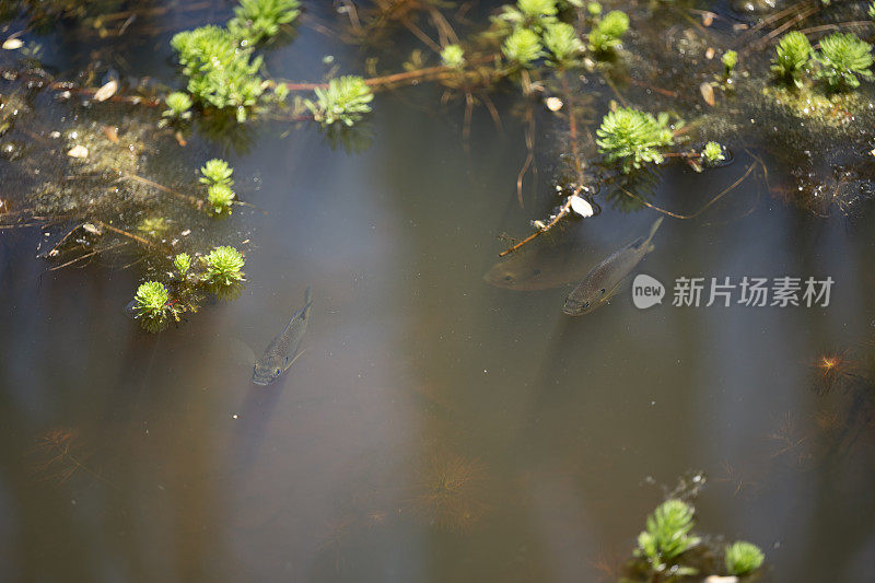 南部州湿地