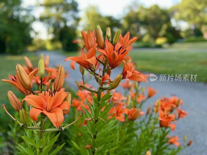 盛开的橙百合