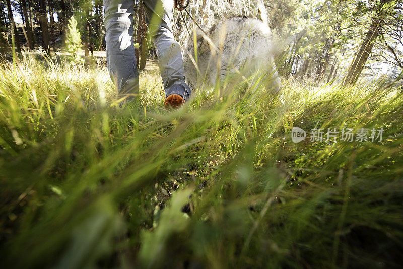 父亲带着孩子在美丽的草地上遛狗