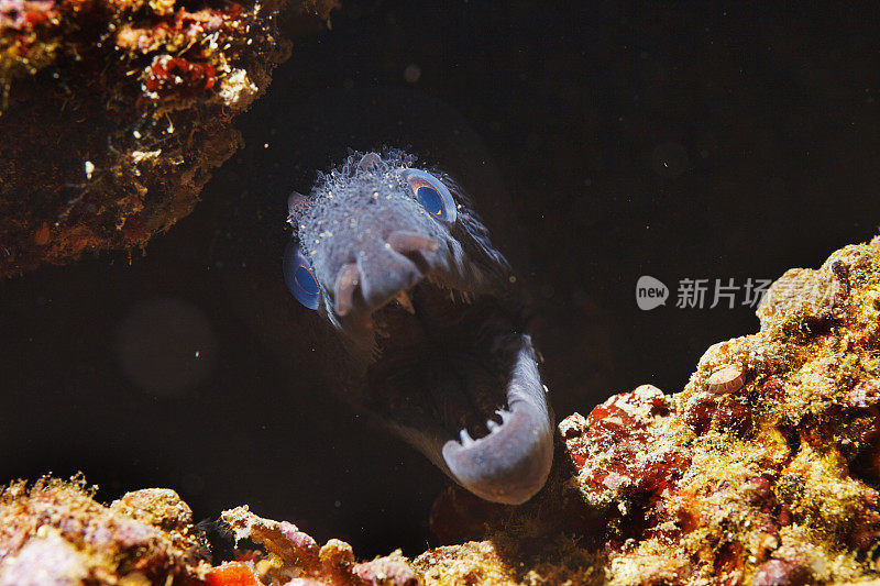 马里水下场景海洋生物