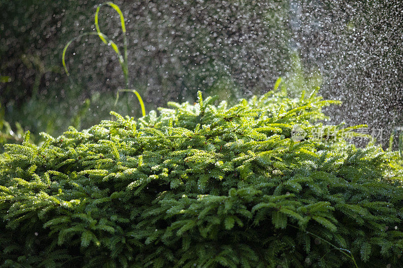 夏天用洒水车浇草