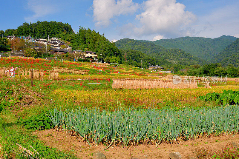 秋日的寺坂梯田，位于琦玉县秩父县