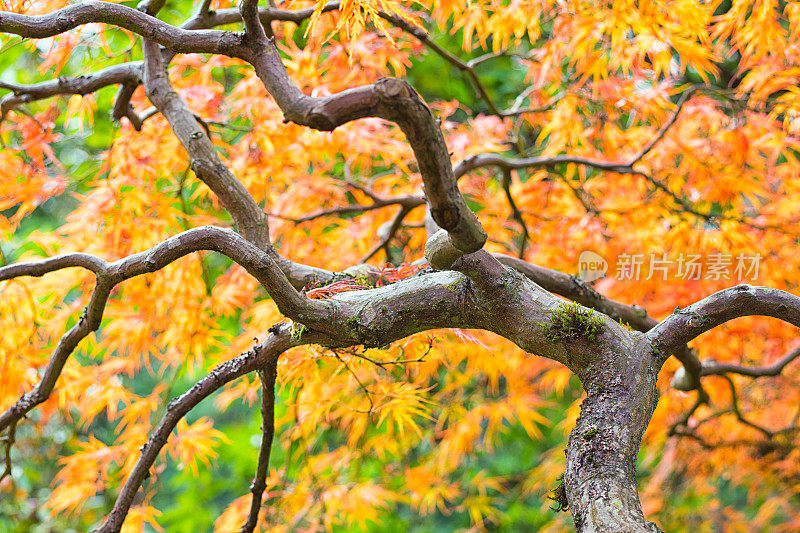 日本枫树