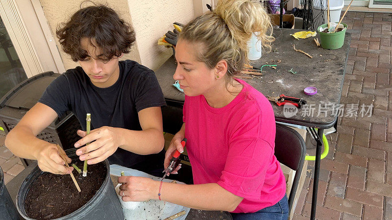 拉丁美洲母亲和儿子学习如何繁殖植物