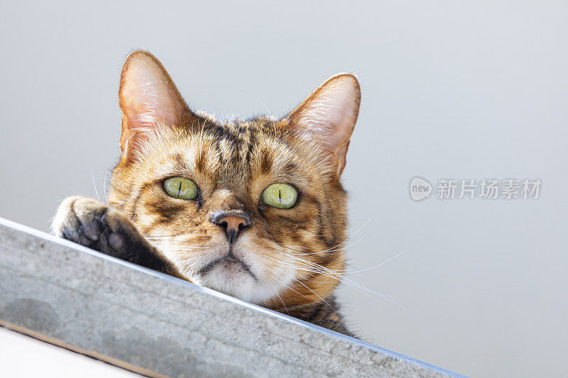 最上面架子上有一只绿眼睛的普通猫